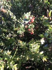 Arctostaphylos pechoensis