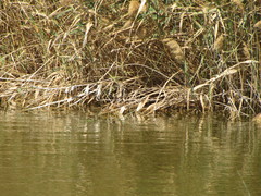 Acrocephalus melanopogon