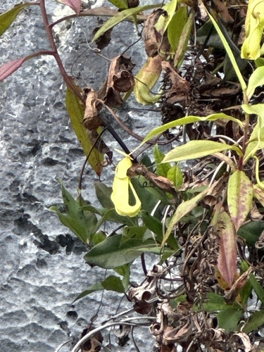 Nepenthes masoalensis
