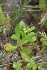 Valerianella radiata