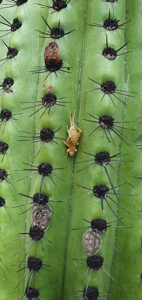 Ectatoderus hesperus