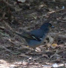 Fringilla coelebs canariensis