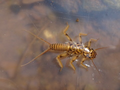 Acroneuria carolinensis