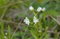 Valerianella amarella