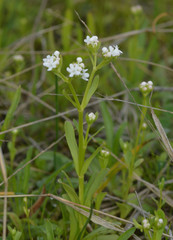 Valerianella amarella