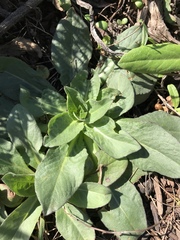 Plectocephalus americanus