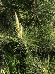 Pinus muricata