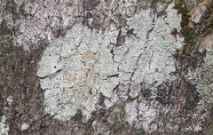 Brigantiaea chrysosticta