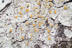 Brigantiaea chrysosticta