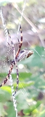 Argiope argentata image