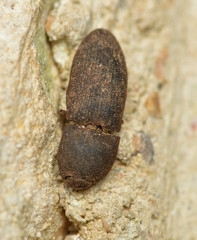 Agrypnus rectangularis