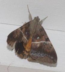 Oxyodes tricolor