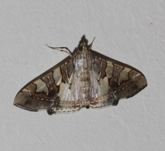Glyphodes cosmarcha
