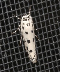 Ethmia sphaerosticha