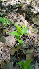 Spigelia marilandica
