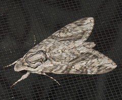 Agrius godarti