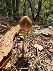Entoloma holoconiotum
