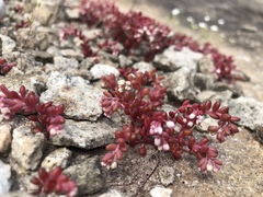 Sedum smallii