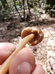 Entoloma holoconiotum