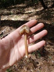 Entoloma holoconiotum