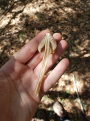 Entoloma holoconiotum