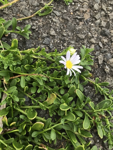 Image of Aster arenarius by no rights reserved