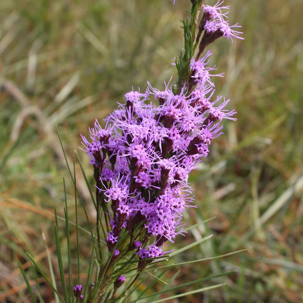 blazingstars from Conway, SC 29526, USA on October 14, 2023 at 1147