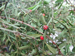 Phoradendron bolleanum