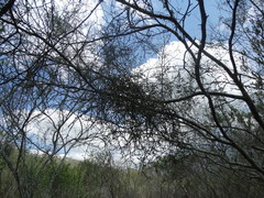 Phoradendron bolleanum