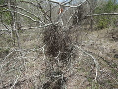 Phoradendron bolleanum