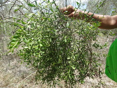 Phoradendron bolleanum