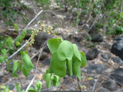Stegnosperma cubense