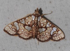 Glyphodes canthusalis