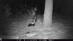 Mephitis mephitis estor