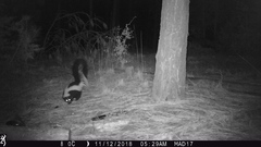 Mephitis mephitis estor