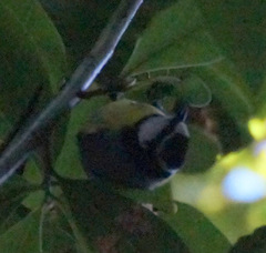 Cyanistes teneriffae teneriffae