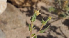 Mentzelia desertorum