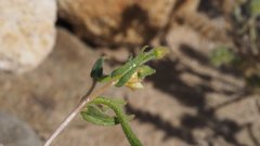 Mentzelia desertorum