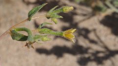Mentzelia desertorum