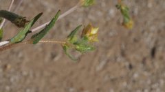 Mentzelia desertorum