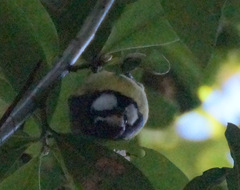 Cyanistes teneriffae teneriffae
