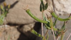 Mentzelia desertorum