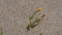 Mentzelia desertorum