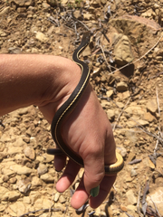 Masticophis lateralis