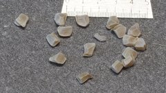 Mentzelia desertorum