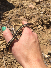 Masticophis lateralis