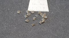 Mentzelia desertorum