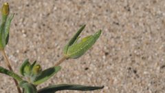 Mentzelia desertorum