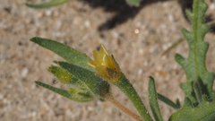 Mentzelia desertorum