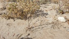 Mentzelia desertorum